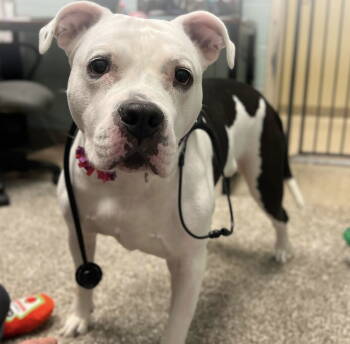 Rescue Pit Bull Terrier Dogs for Adoption in Saint Paul, Minnesota - Chyna *Special Needs* | PetCurious