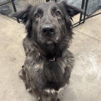 Shiba -  Dutch Shepherd Dog for Adoption in The Dalles, Oregon - Shiba | PetCurious