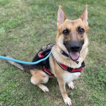 Rescue German Shepherd Dog Dogs for Adoption in Columbia, South Carolina - Loraine | PetCurious