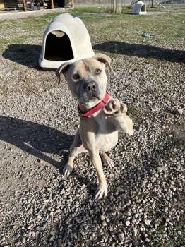 Pit Bull Terrier Dogs Available for Adoption in Polson, Montana - Bella | PetCurious