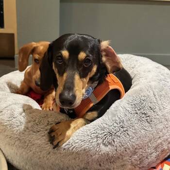 Rescue Dachshund Dogs for Adoption in Portland, Oregon - Cooper | PetCurious