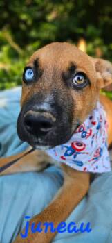 Juneau -  Husky and Staffordshire Bull Terrier Dog for Adoption in Norfolk, Massachusetts - Juneau | PetCurious