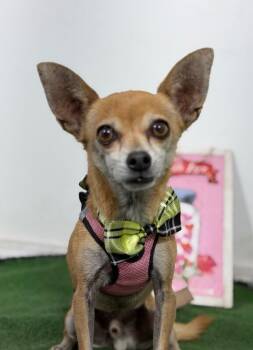 Benjamin-One of our Amazing Rescue Dogs -  Chihuahua and Mixed Breed Dog for Adoption in Carlsbad, California - Benjamin-One Of Our Amazing Rescue Dogs | PetCurious