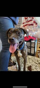 Rescue Rottweiler and Pit Bull Terrier Dogs for Adoption in Greensburg, Pennsylvania - Roxie | PetCurious
