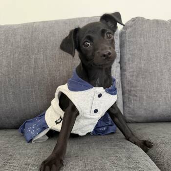 Bean -  Black Labrador Retriever Dog for Adoption in San Diego, California - Bean | PetCurious