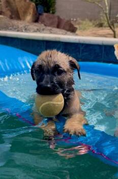 Cape Coral -  Shepherd and Boxer Dog for Adoption in Phoenix, Arizona - Cape Coral | PetCurious