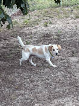 Casper -  Beagle Dog for Adoption in Big Rapids, Michigan - Casper | PetCurious