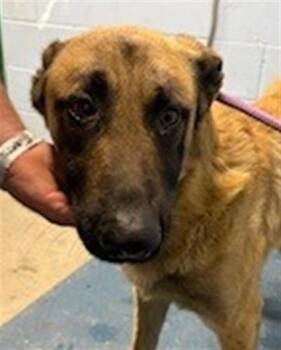 German Shepherd Dog Dogs Available for Adoption - OREJON | PetCurious