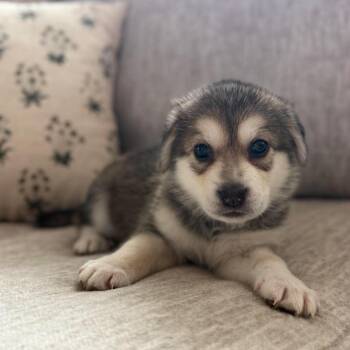Crumb -  Husky and Labrador Retriever Dog for Adoption in Fort Worth, Texas - Crumb | PetCurious