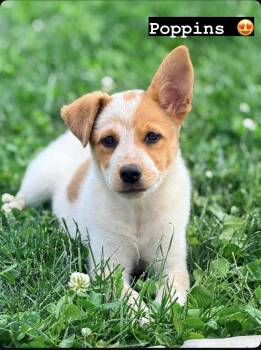 Poppins -  Cattle Dog Dog for Adoption in Salt Lake City, Utah - Poppins | PetCurious