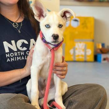 Mixed Breed Dogs Available for Adoption in Morristown, Vermont - Shirley | PetCurious