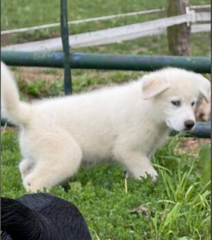 Hercules -  Great Pyrenees Dog for Adoption in Liberty Center, Ohio - Hercules | PetCurious