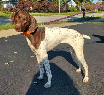 Rescue German Shorthaired Pointer Dogs for Adoption in Wood Dale, Illinois - Scout- Foster To Adopt | PetCurious