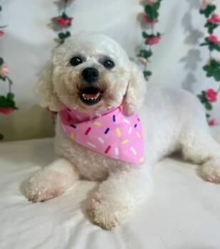Bianca -  Bichon Frise Dog for Adoption in New Stanton, Pennsylvania - Bianca | PetCurious