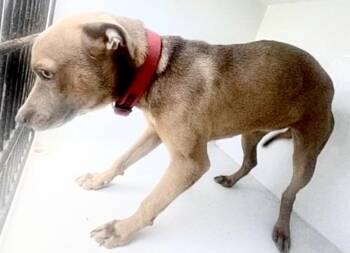 Black Mouth Cur Dogs Available for Adoption in Houston, Texas - A654658 | PetCurious