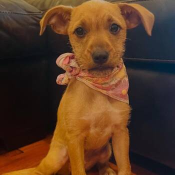 Rescue Terrier Dogs for Adoption - Lucille Ball | PetCurious