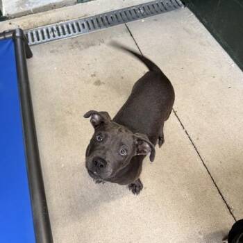 Spaghetti O -  Terrier and Dachshund Dog for Adoption in Carencro, Louisiana - Spaghetti O | PetCurious