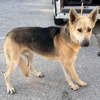 Lieutenant -  German Shepherd Dog Dog for Adoption in Warrensburg, Missouri - Lieutenant | PetCurious