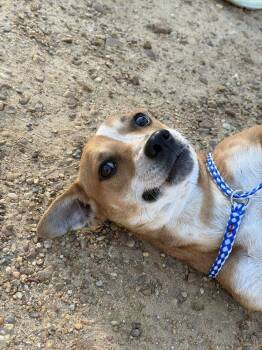 Rescue Mixed Breed Dogs for Adoption in Crystal Springs, Mississippi - Sassy | PetCurious