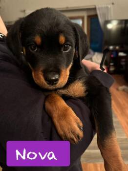 Rottweiler Dogs Available for Adoption in West Milwaukee, Wisconsin - Nova $650 | PetCurious