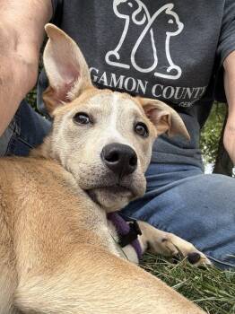 Rescue German Shepherd Dog and Mixed Breed Dogs for Adoption in Springfield, Illinois - Ralphie | PetCurious