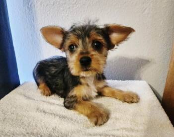 Yorkshire Terrier and Chihuahua Dogs Available for Adoption - Demi | PetCurious