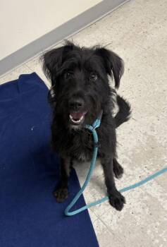 *Benni* -  Terrier Dog for Adoption in Salt Lake City, Utah - *Benni* | PetCurious