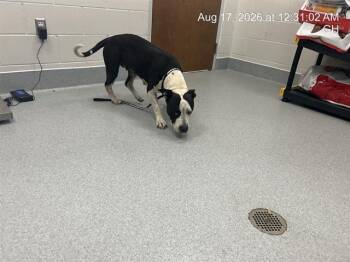 A388177 -  Pit Bull Terrier Dog for Adoption in Ocala, Florida - A388177 | PetCurious