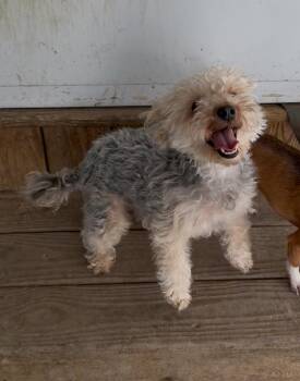 Yorkie Poo Dogs Available for Adoption in Kenmore, New York - Bonnie | PetCurious