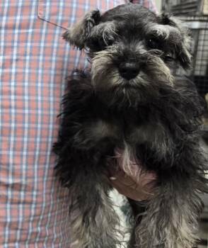 Rescue Schnauzer Dogs for Adoption in Colleyville, Texas - Dot | PetCurious