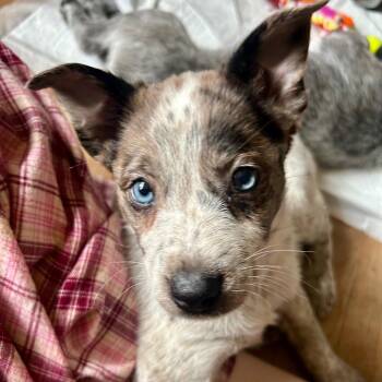 Luna -  Australian Cattle Dog Blue Heeler and Terrier Dog for Adoption in Bloomfield, Connecticut - Luna | PetCurious