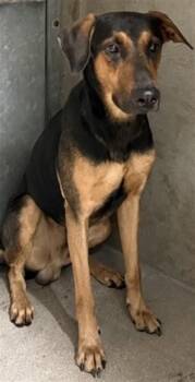 SEBASTIAN -  Doberman Pinscher and Mixed Breed Dog Available for Adoption in San Bernardino, California - SEBASTIAN | PetCurious