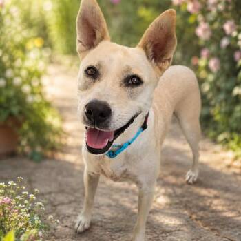 Kennedy -  Shepherd and Labrador Retriever Dog for Adoption in San Antonio, Texas - Kennedy | PetCurious
