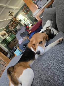 Athena Freegle -  Beagle Dog for Adoption in Waunakee, Wisconsin - Athena Freegle | PetCurious