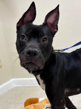 Labrador Retriever and Mixed Breed Dogs Available for Adoption in Fall River, Massachusetts - Kodak | PetCurious