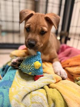 Mixed Breed Dogs Available for Adoption in Mansfield, Texas - Cruz | PetCurious