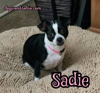 Sadie -  Chihuahua and Boston Terrier Dog for Adoption in Toledo, Ohio - Sadie | PetCurious