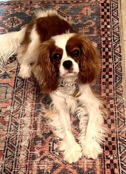Daisy -  Cavalier King Charles Spaniel Dog for Adoption in Catlettsburg, Kentucky - Daisy | PetCurious