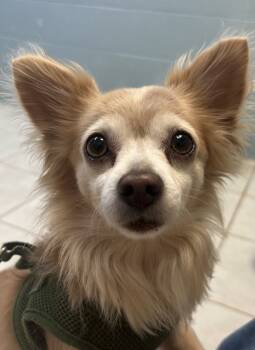 Rescue Chihuahua Dogs for Adoption in Osage Beach, Missouri - Plus | PetCurious