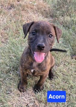 Acorn -  Pit Bull Terrier Dog for Adoption in Okemah, Oklahoma - Acorn | PetCurious