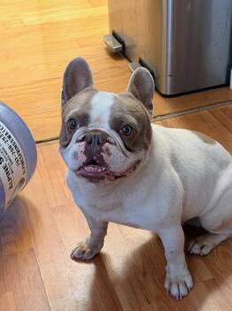 BUDDY -  French Bulldog Dog for Adoption in Pittsburg, California - BUDDY | PetCurious