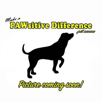 Atah OS PDR -  Golden Retriever and Mixed Breed Dog for Adoption in Las Vegas, Nevada - Atah OS PDR | PetCurious