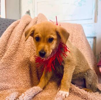 Labrador Retriever Dogs Available for Adoption - Dan Lonestar | PetCurious