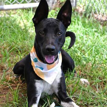 Frank A-143333 -  Labrador Retriever and Shepherd Dog for Adoption in Silsbee, Texas - Frank A-143333 | PetCurious