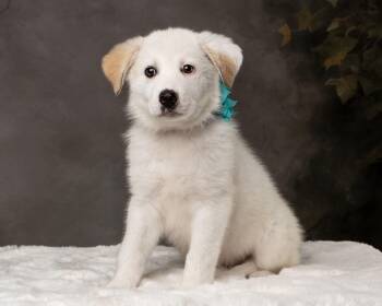 Retriever Dogs Available for Adoption - Kaiah  | PetCurious