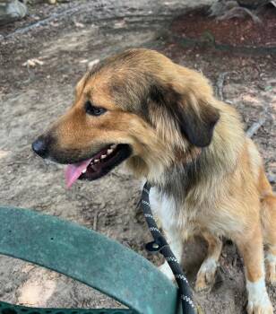 Lucille -  Shepherd Dog for Adoption in Little Rock, Arkansas - Lucille | PetCurious