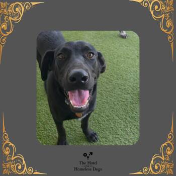 Larry -  Black Labrador Retriever and Mixed Breed Dog for Adoption in Cumberland, Rhode Island - Larry | PetCurious