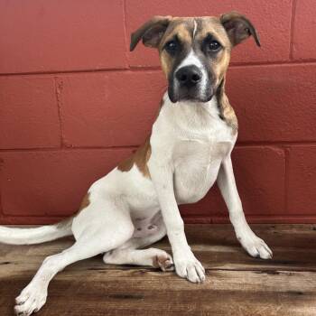 Terrier Dogs Available for Adoption in Pensacola, Florida - Graham | PetCurious
