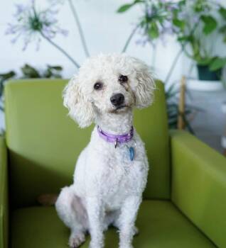 Cameron -  Miniature Poodle Dog for Adoption in Pasadena, California - Cameron | PetCurious