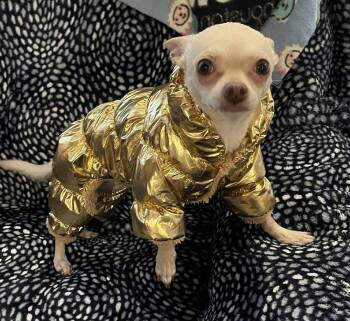 Chatchi -  Chihuahua Dog for Adoption in Tucson, Arizona - Chatchi | PetCurious